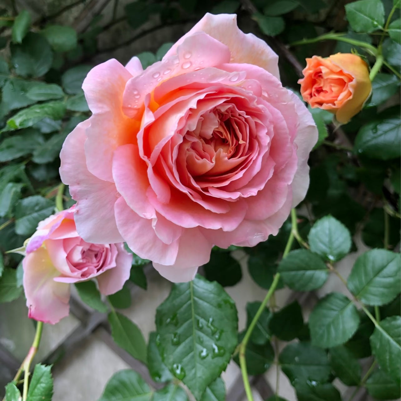 Macro view of Abraham Darby rose highlighting its full, romantic rosette and soft pastel color blend.