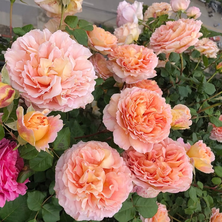 Cluster of Abraham Darby roses blooming together, showing large, full flowers on a vigorous shrub.