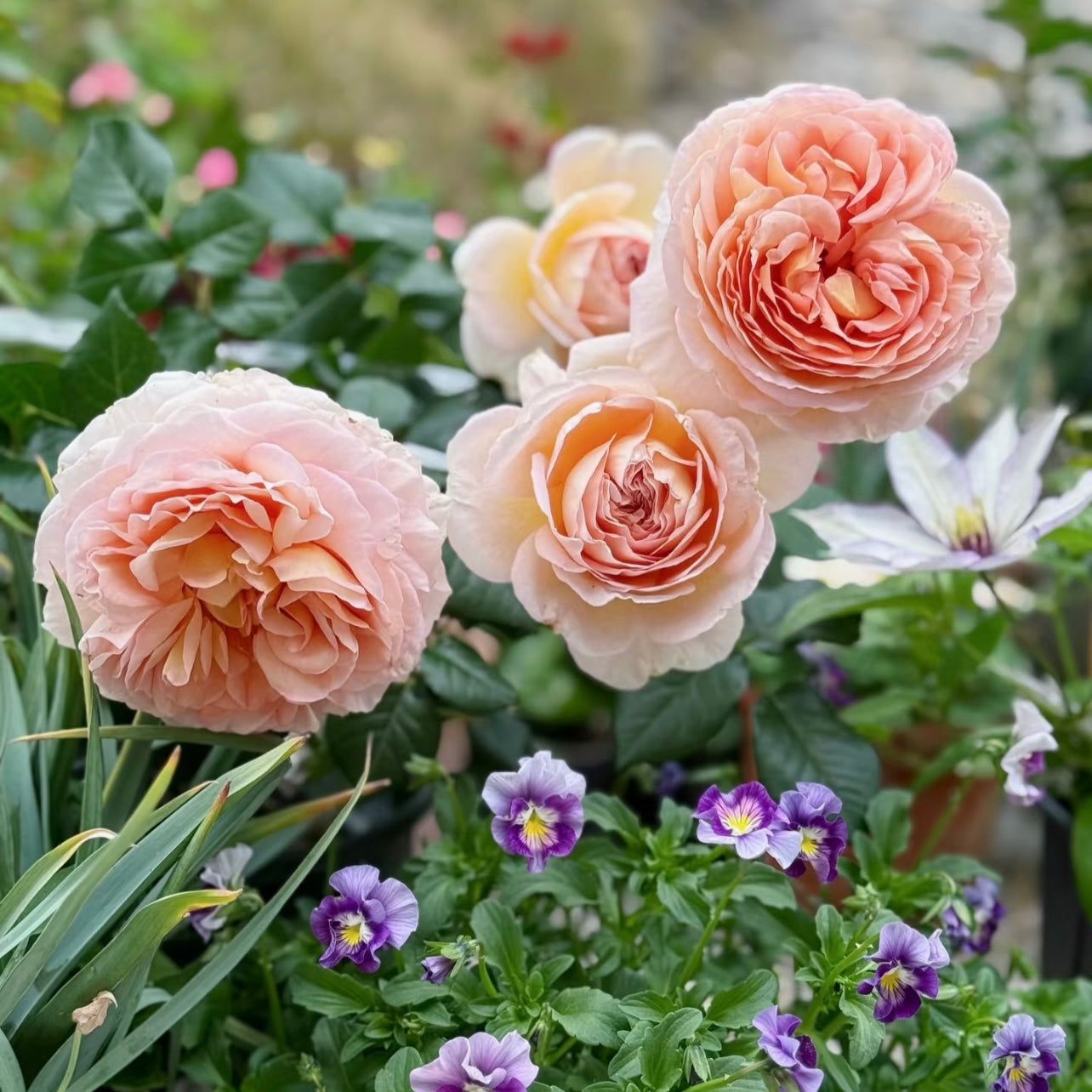 Abraham Darby rose bush with multiple apricot-pink blooms creating a lush, romantic display in the garden.
