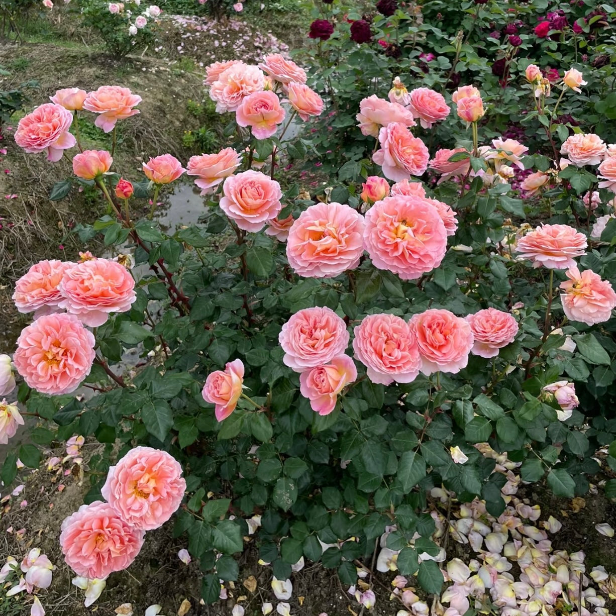 Garden scene featuring Abraham Darby roses in soft apricot and pink tones growing on an arching shrub.