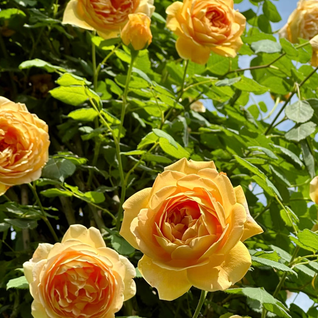 Close-up of a Golden Celebration rose with deeply cupped golden petals and rich rosette form.