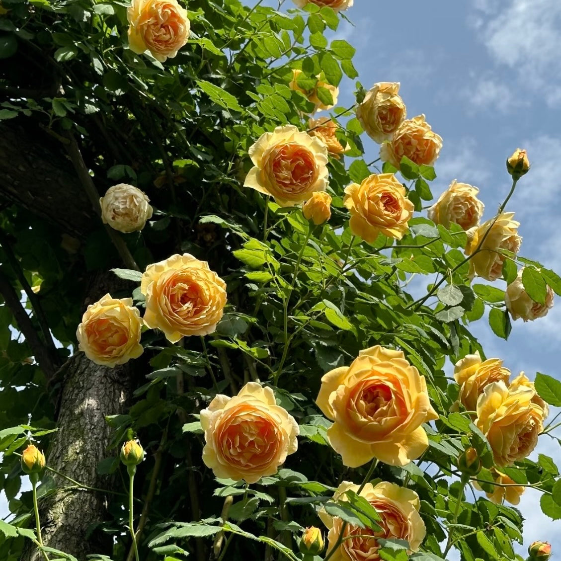 Garden scene with Golden Celebration roses producing abundant golden-yellow clusters on arching stems.