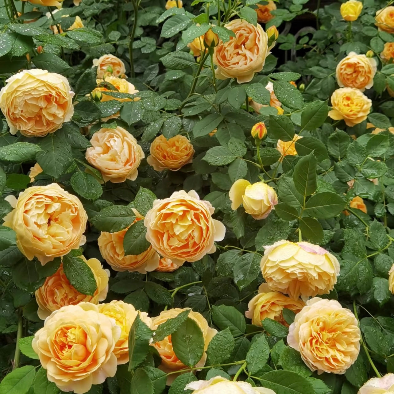 Golden Celebration roses in full flush, forming a bright golden flower wall in the landscape.