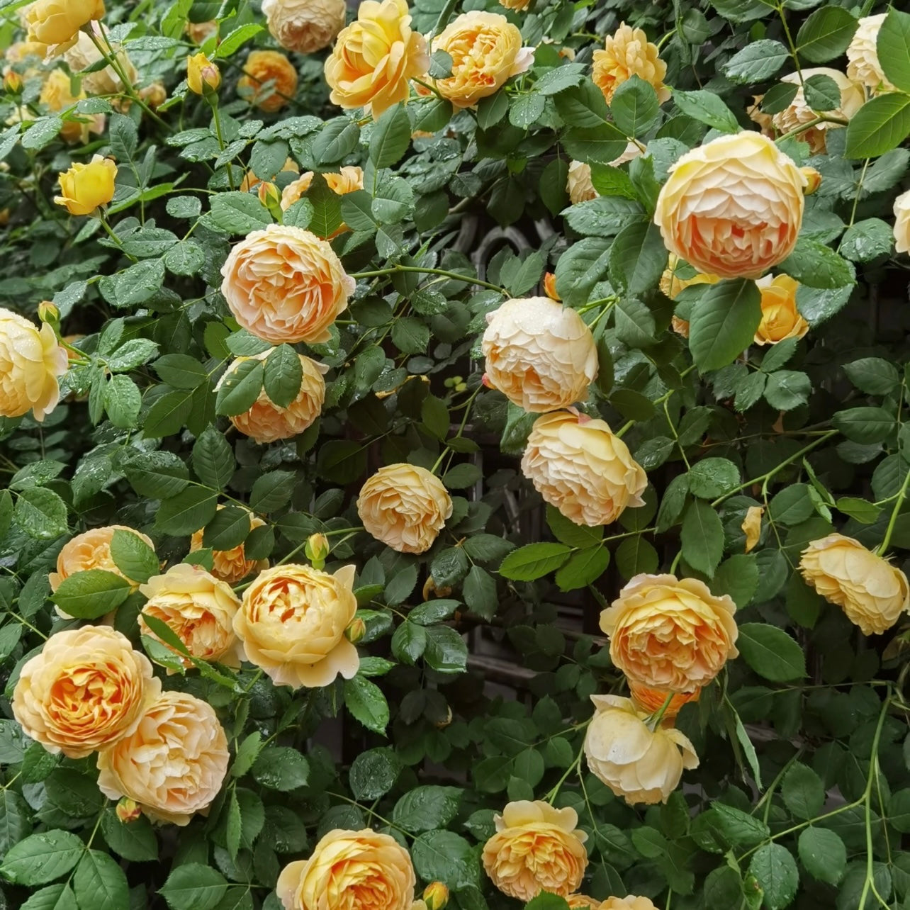 Golden Celebration rose bush covered with glowing golden blooms creating a vibrant garden display.