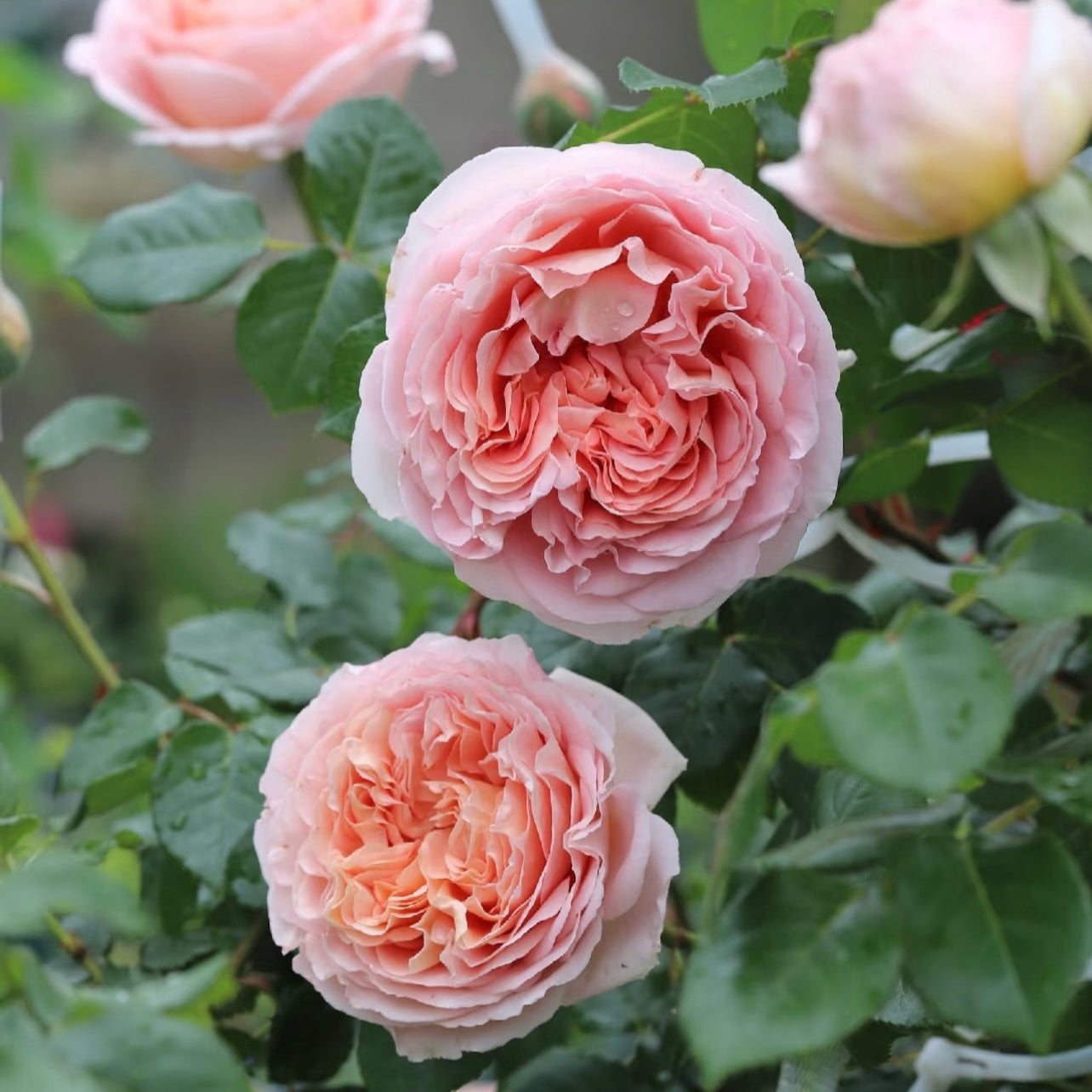 Close-up of Abraham Darby rose showing deeply cupped apricot-peach petals in full bloom.