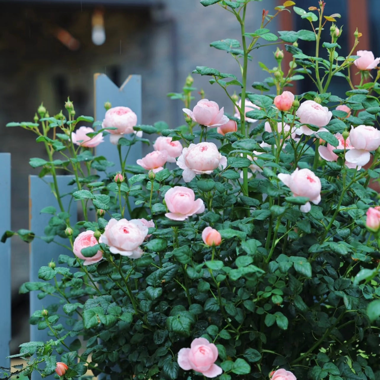 Soft pink clusters of Queen of Sweden roses growing on an upright shrub.