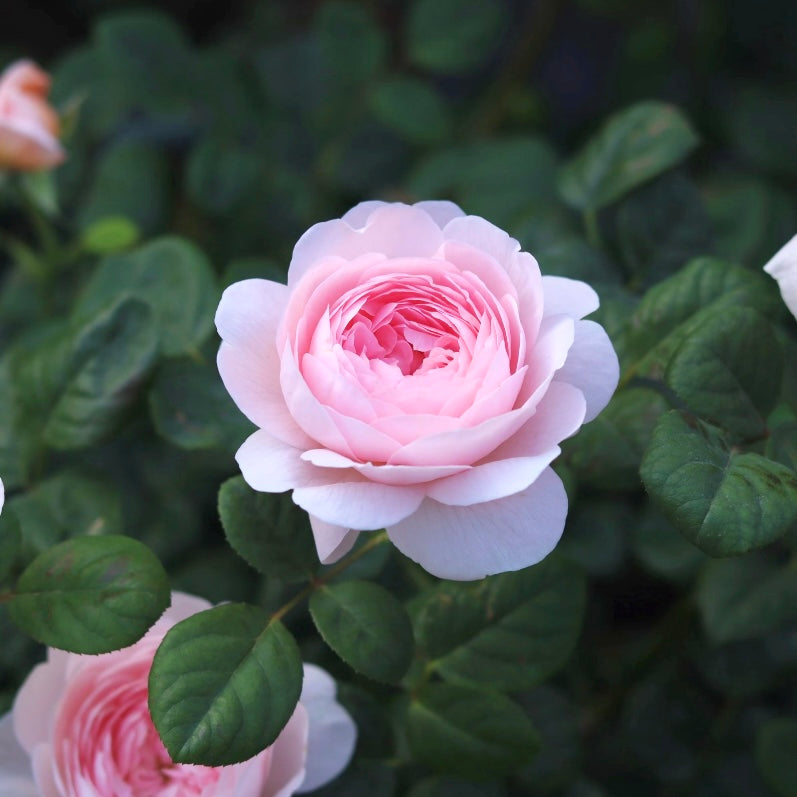 Detailed shot of Queen of Sweden rose with blush pink petals and perfect rosette form.