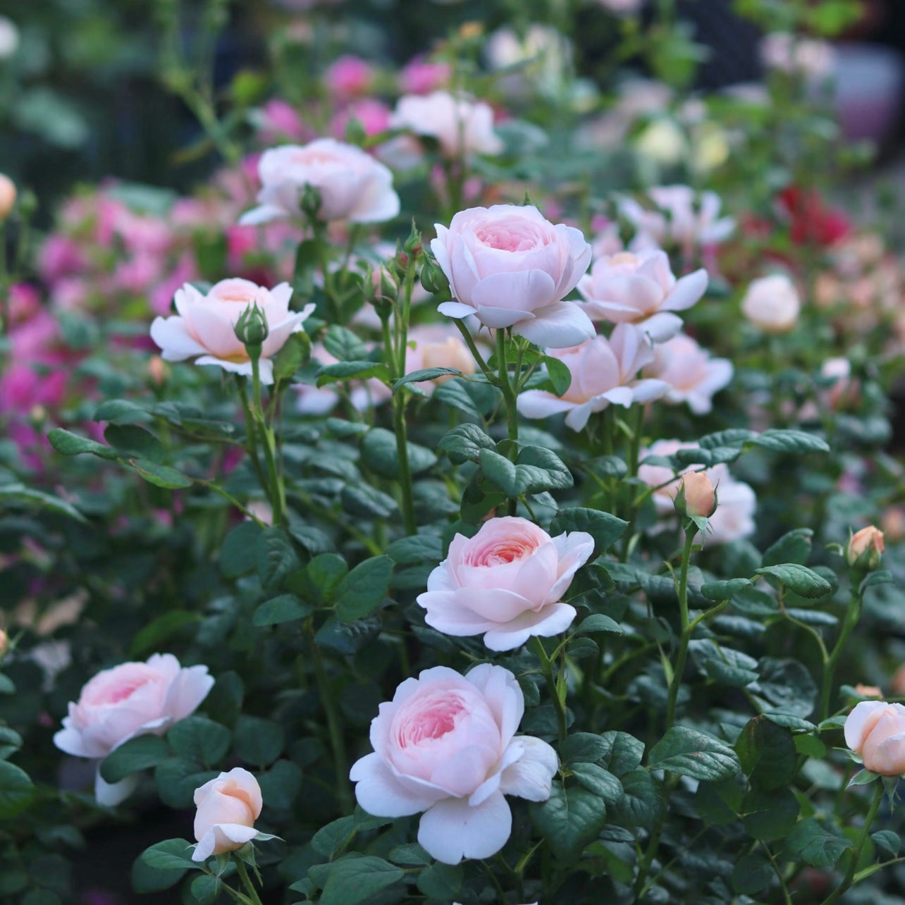 Queen of Sweden rose bush with multiple pastel pink blooms in the garden.
