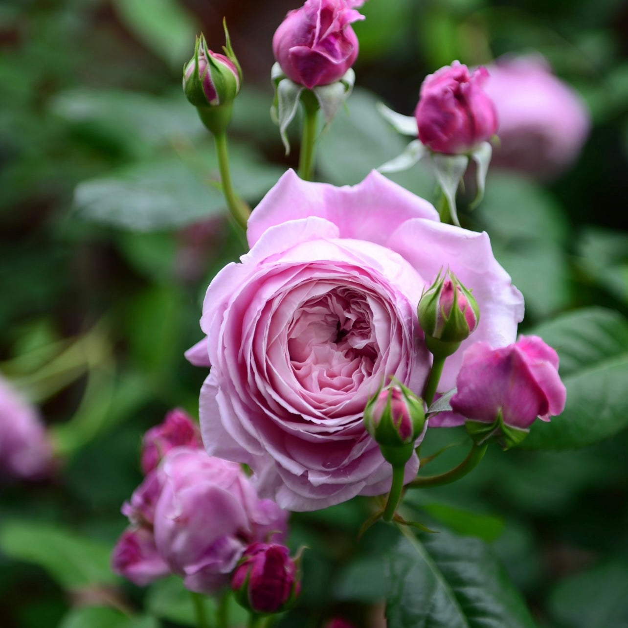 Spirit of Freedom Rose