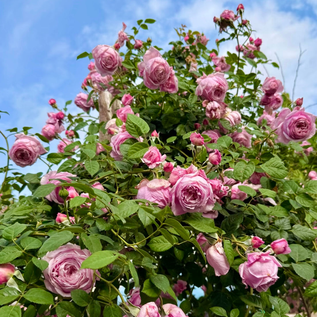 Spirit of Freedom Rose