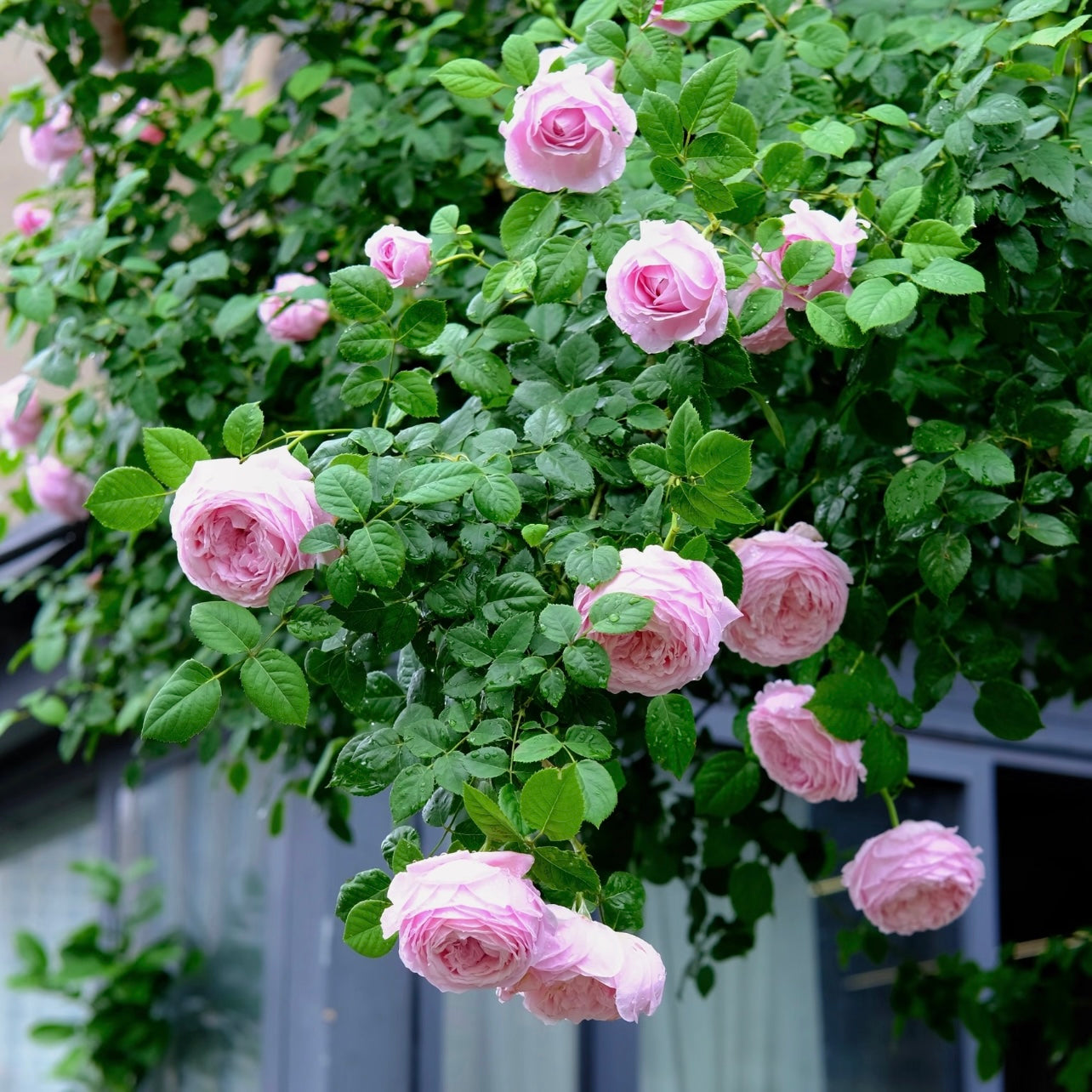 Spirit of Freedom Rose