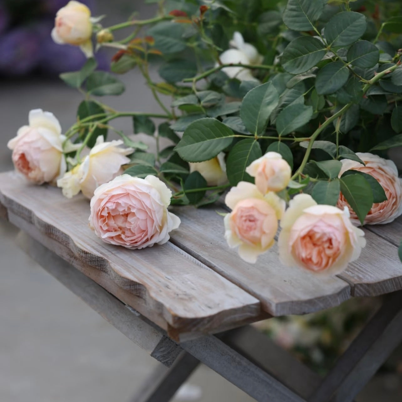 Jude the Obscure rose bush with multiple apricot-peach blooms creating a lush garden display.