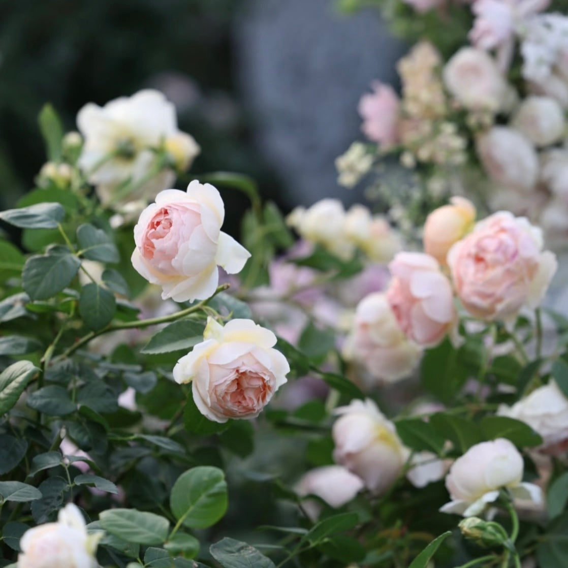 Cluster of Jude the Obscure roses blooming together on a rounded, vigorous shrub.