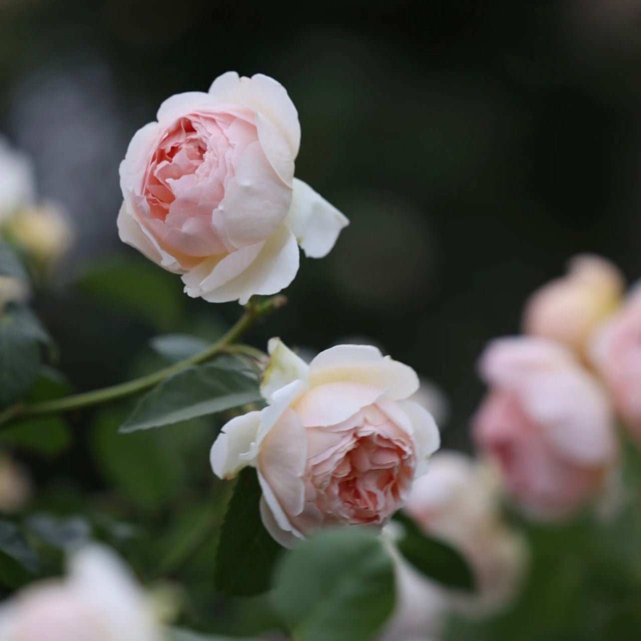 Garden scene featuring Jude the Obscure roses with soft apricot tones and abundant flowering.