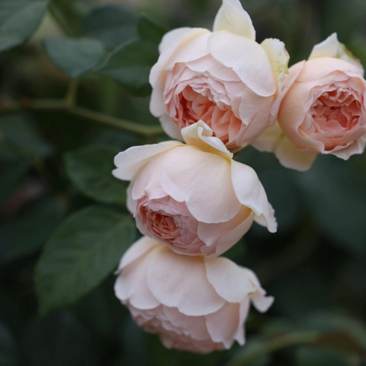 Detailed shot of Jude the Obscure rose with warm peach tones and deeply cupped petals.
