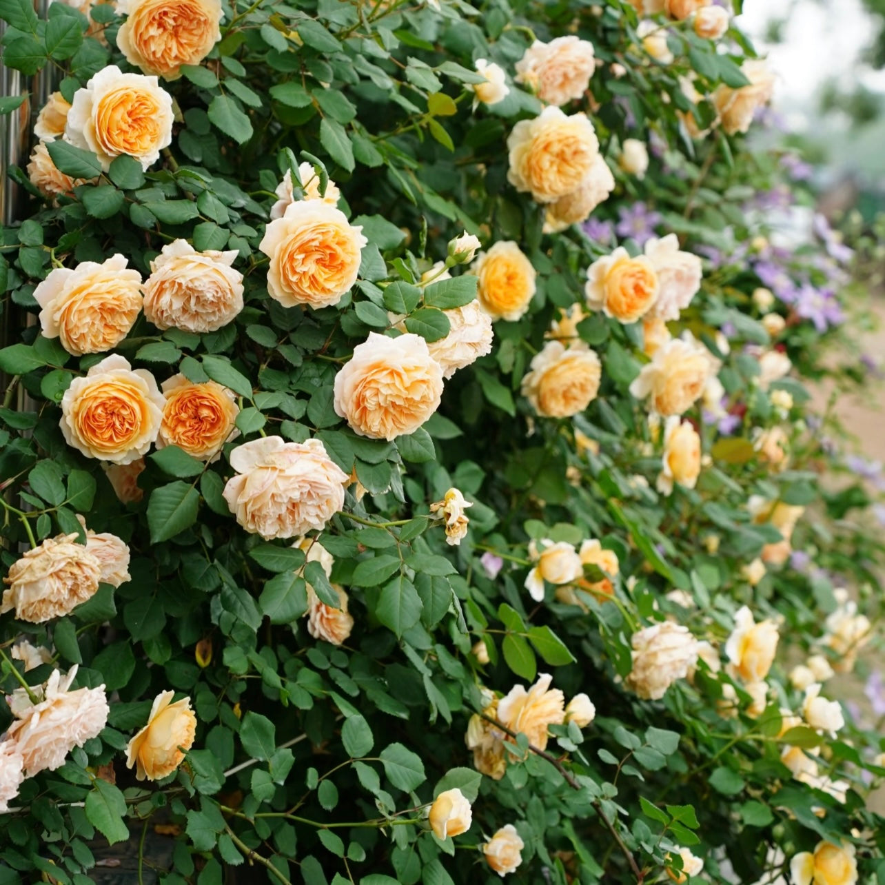 Crown Princess Margareta roses in full bloom forming a glowing apricot-gold flower wall in the garden.