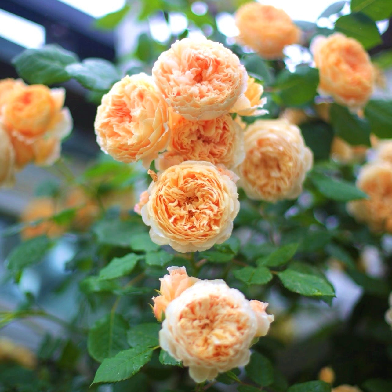 Cluster of Crown Princess Margareta roses blooming together on a vigorous shrub with warm apricot tones.