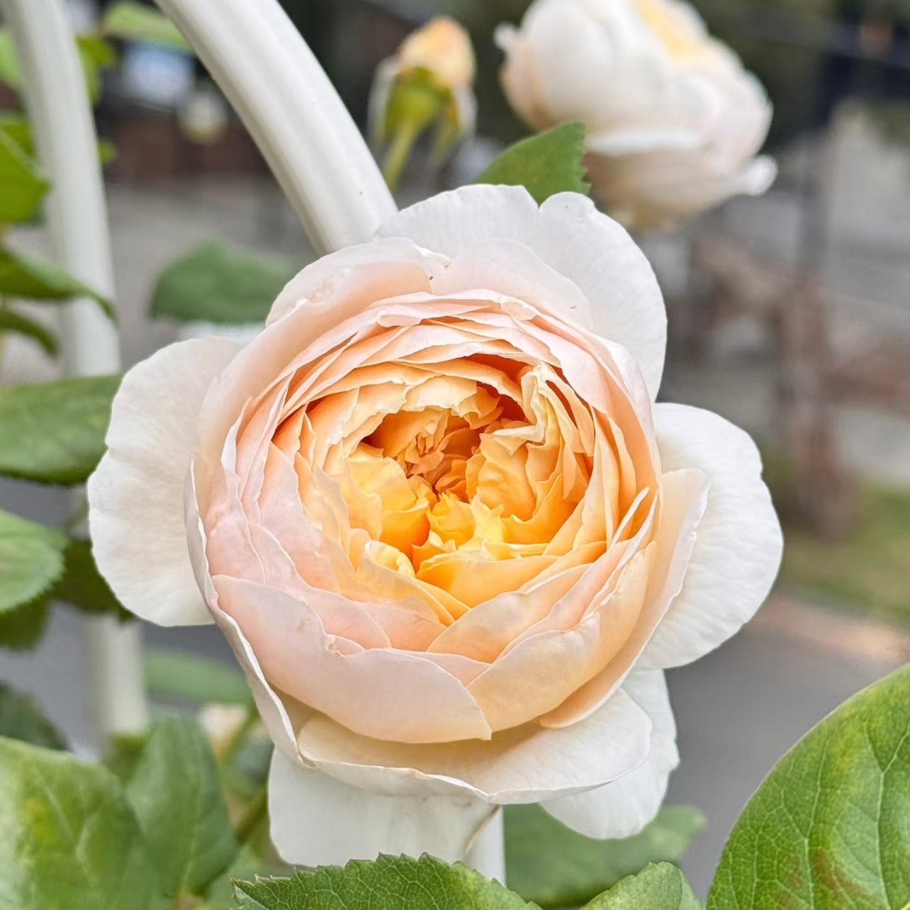 Close-up of a Charles Darwin rose with domed, deeply layered golden petals.