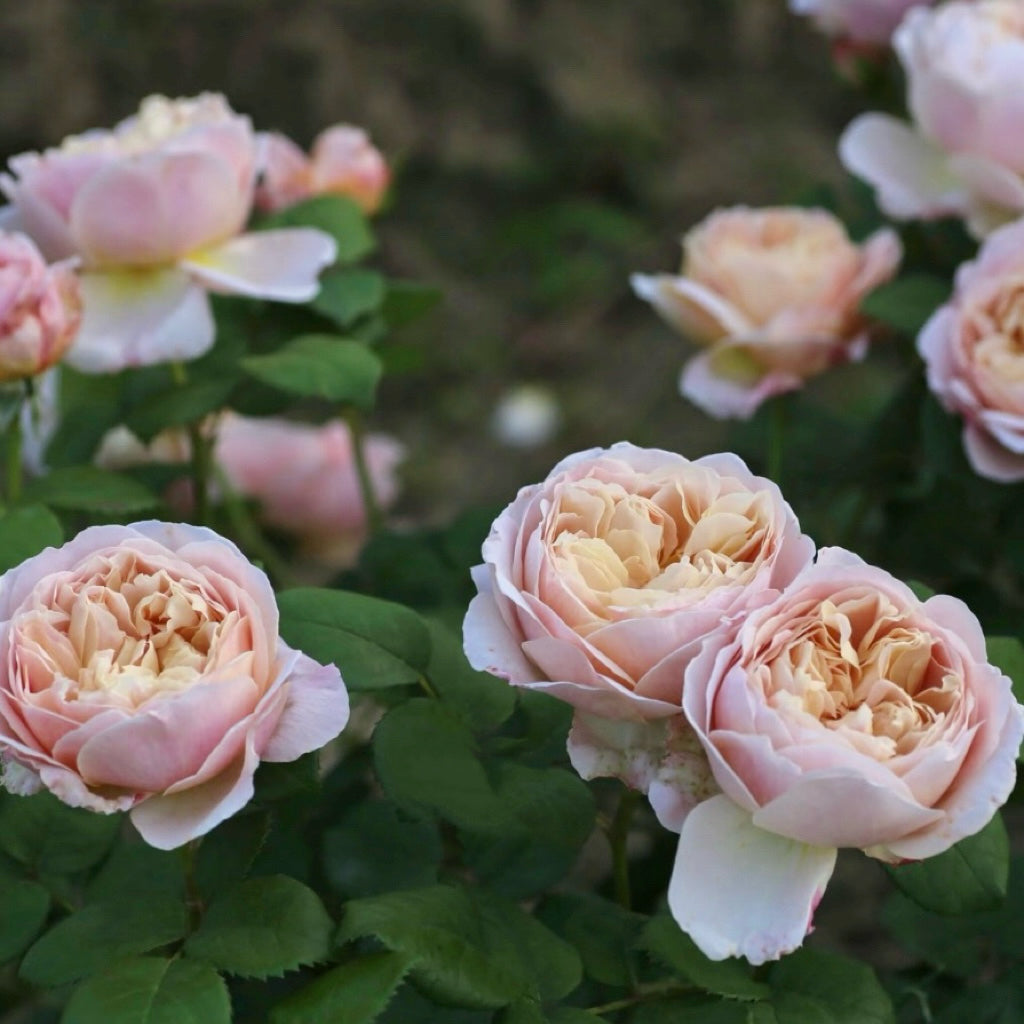 Charles Darwin roses in full flush, creating a glowing yellow flower wall in the landscape.