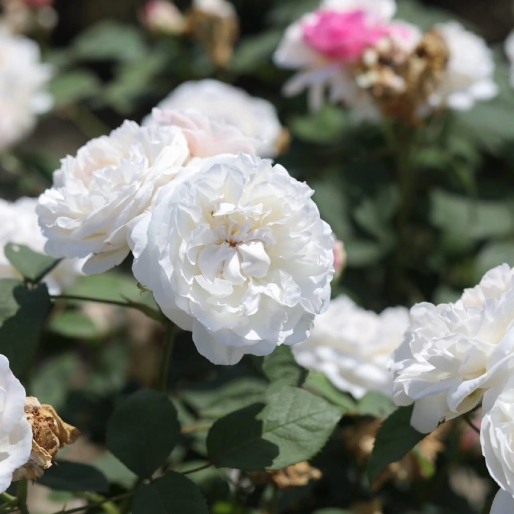 Winchester Cathedral rose bush filled with pure white blossoms creating a bright garden display.