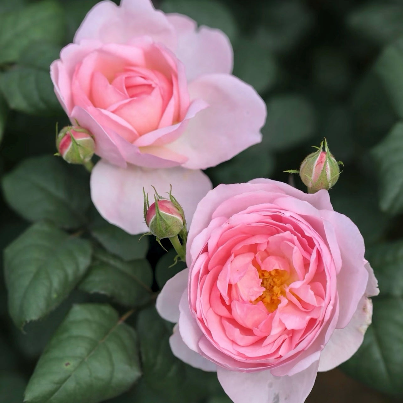 Close-up of Scepter’d Isle rose showing soft pink petals and a neatly cupped English rosette form.