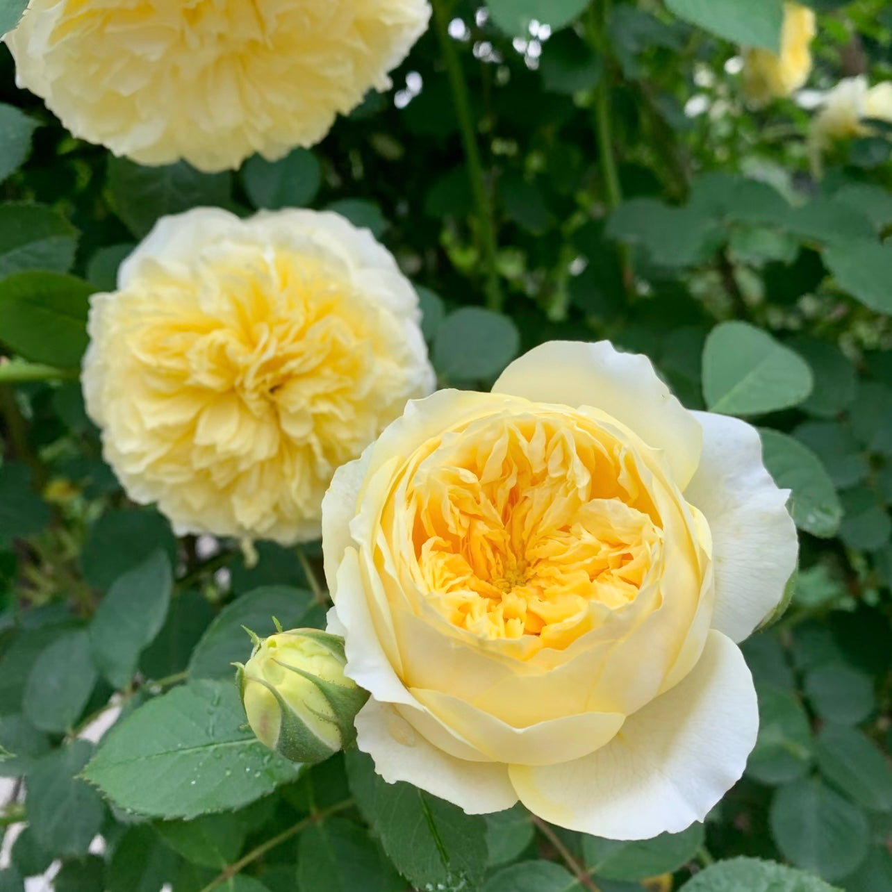 Close-up of The Pilgrim rose showing soft yellow petals with creamy outer edges in a full rosette.