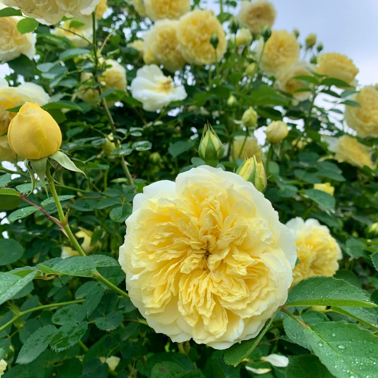 Cluster of The Pilgrim roses blooming together on a healthy shrub with soft yellow rosettes.