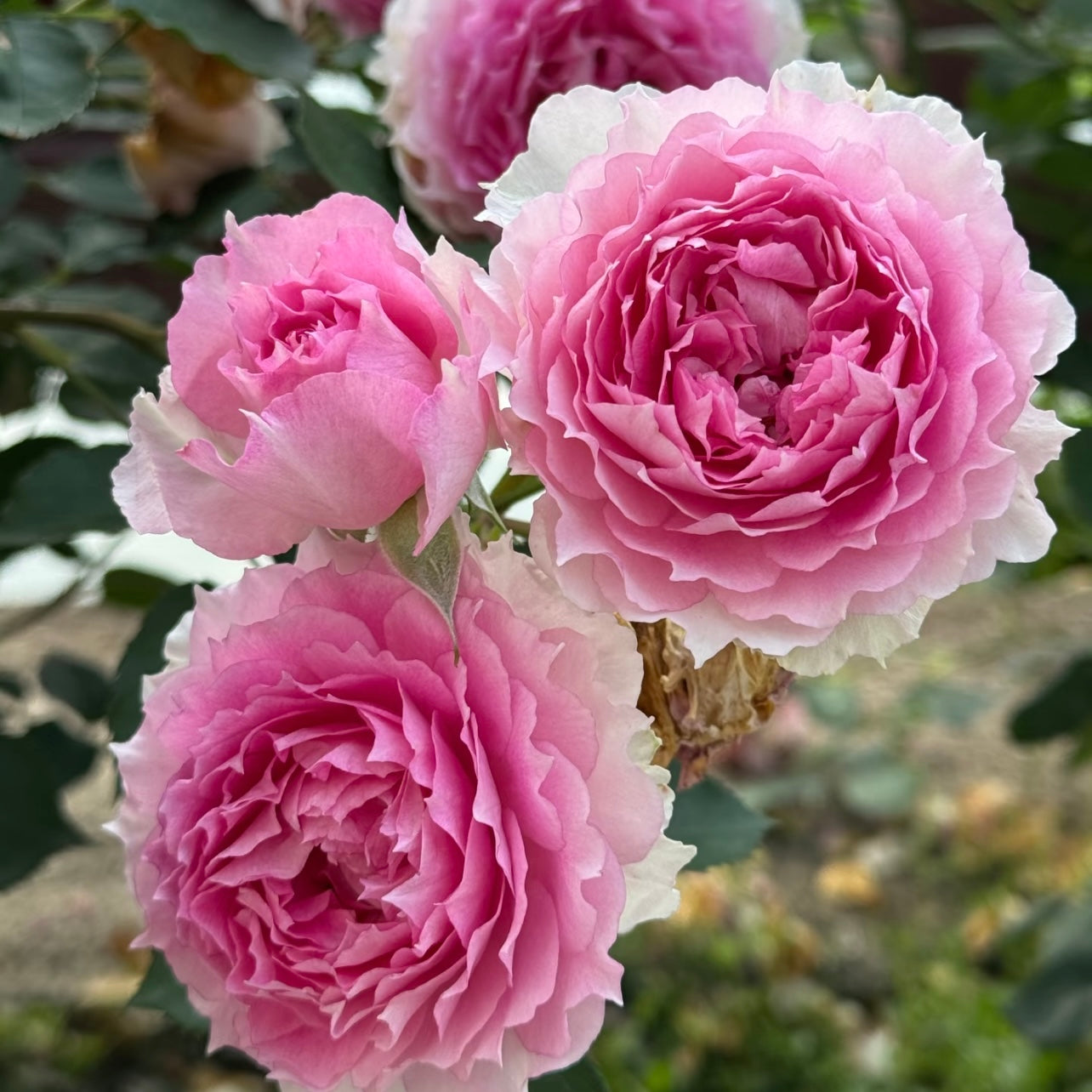 Doniazade rose clusters with layered pink petals and healthy foliage.