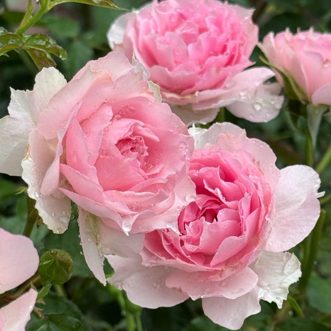 Peach-pink Doniazade flowers blooming in tight clusters on the plant.