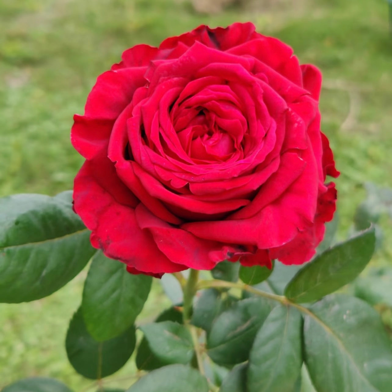 Close-up of La Rose des 4 Vents showing its deep red velvety petals and scalloped form.