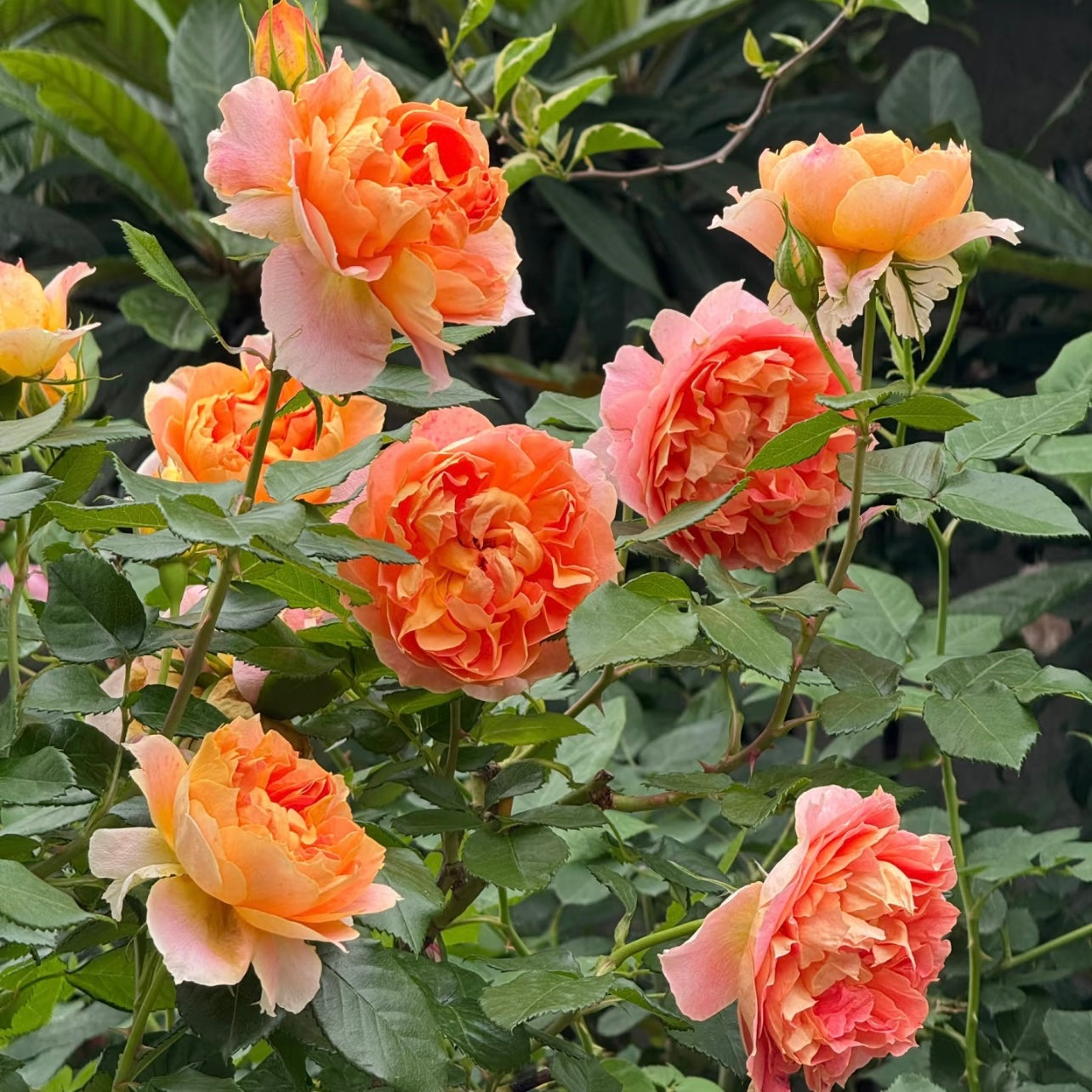 Cluster of Lanterne Citrouille roses blooming in the garden with warm orange-yellow tones.