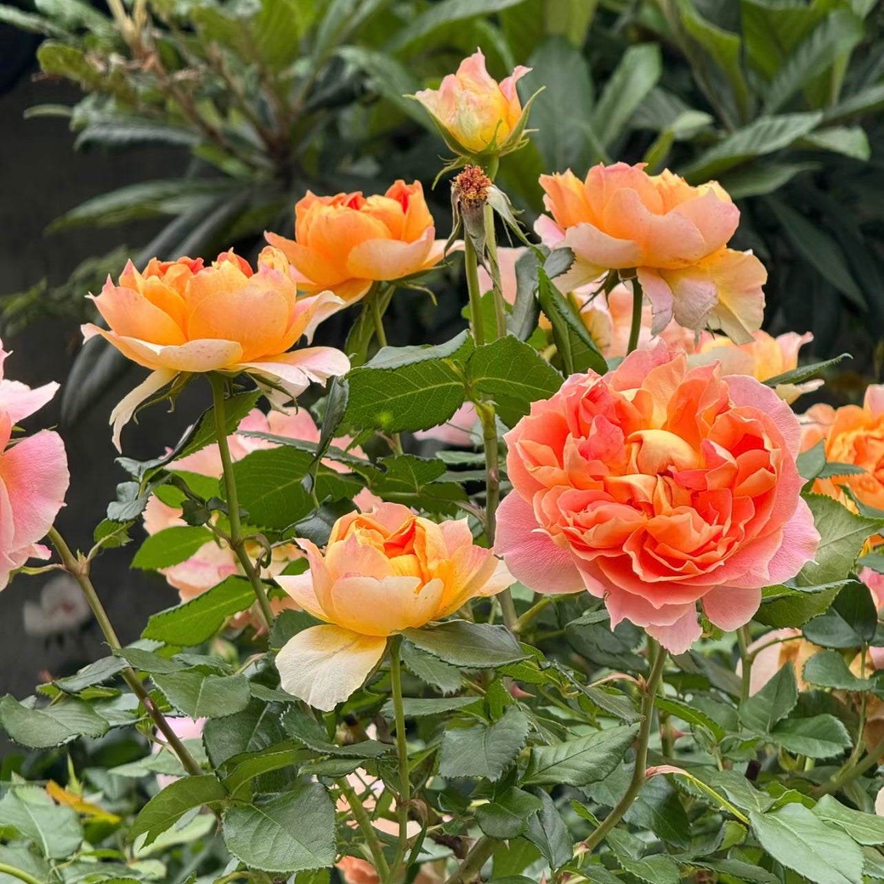 Lanterne Citrouille rose bush showing multiple multi-colored blooms in full flush.