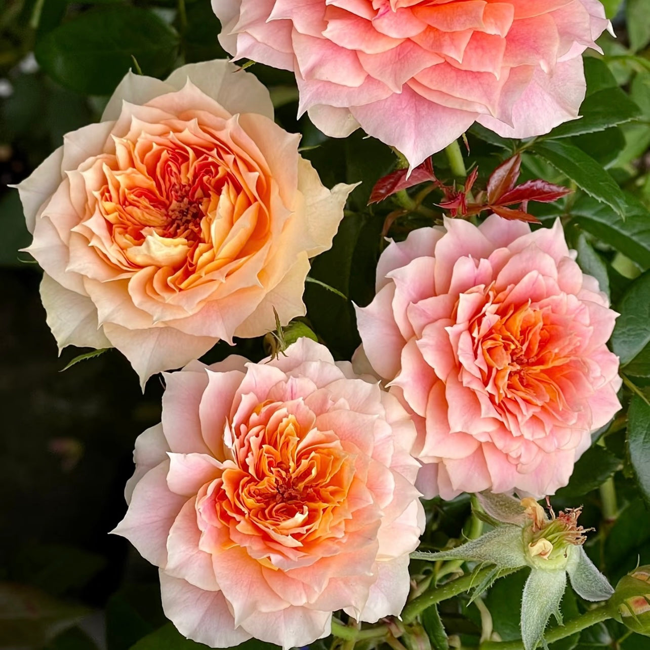 Detailed headshot of Lanterne Citrouille displaying its multi-colored ruffled bloom.