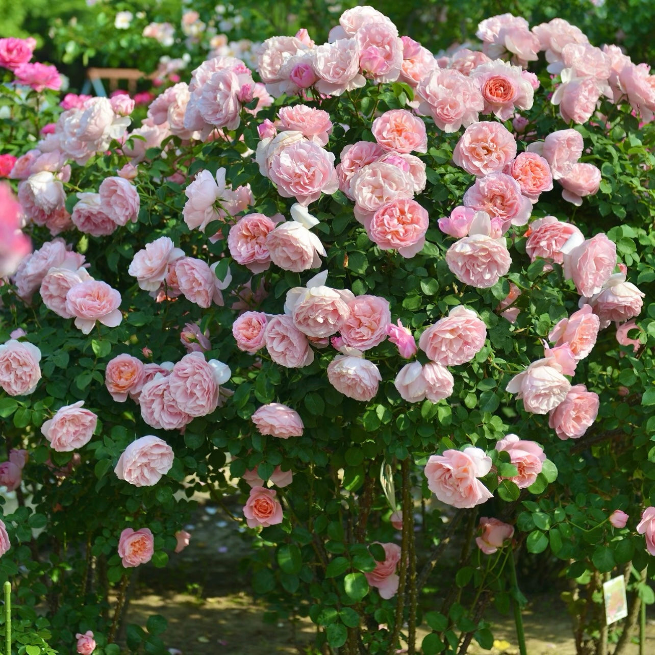 Clustered blooms of Dames de Chenonceau climbing rose covering a garden arch with salmon-pink flowers.