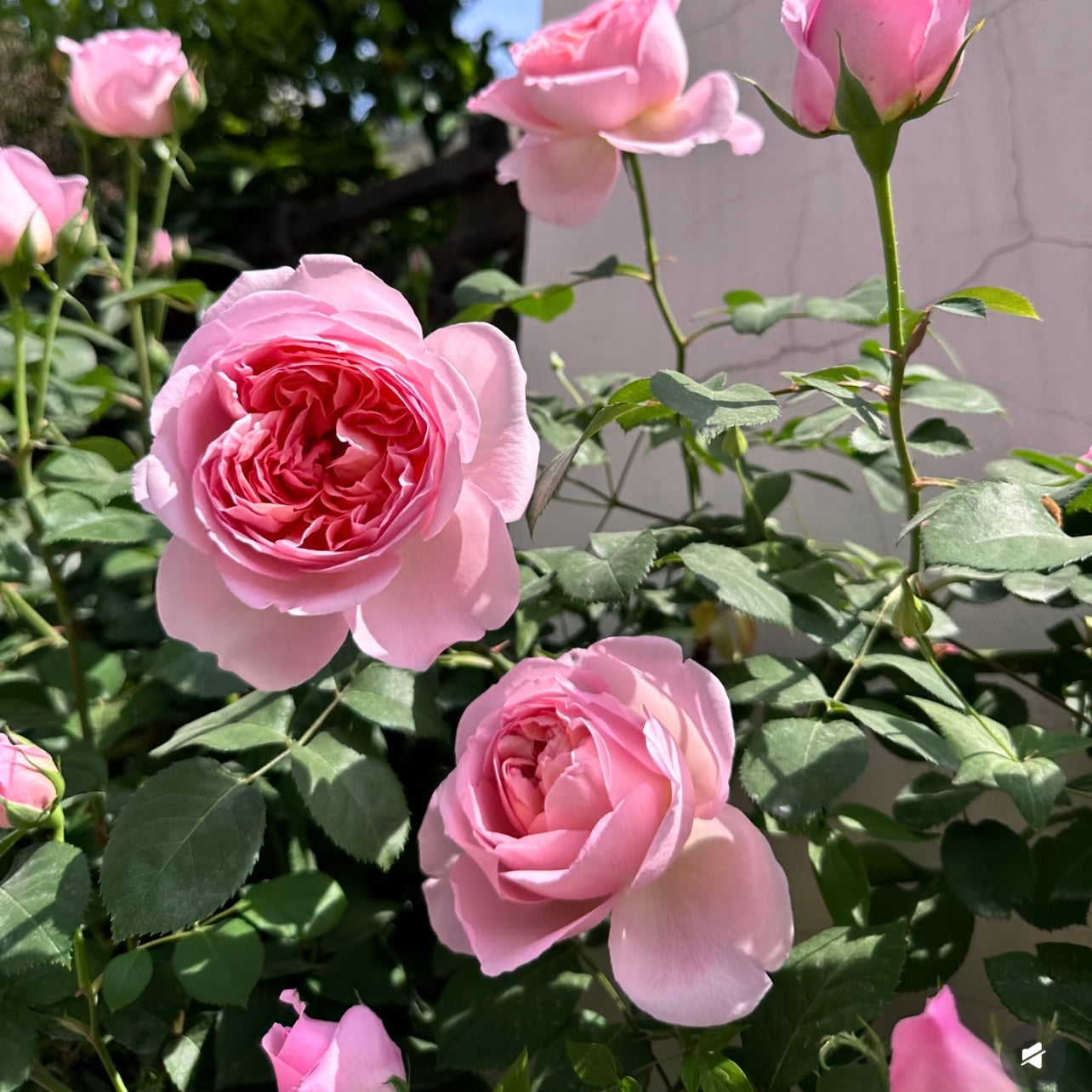 Close-up of a Dames de Chenonceau rose showing its large double salmon-pink petals and rich texture.