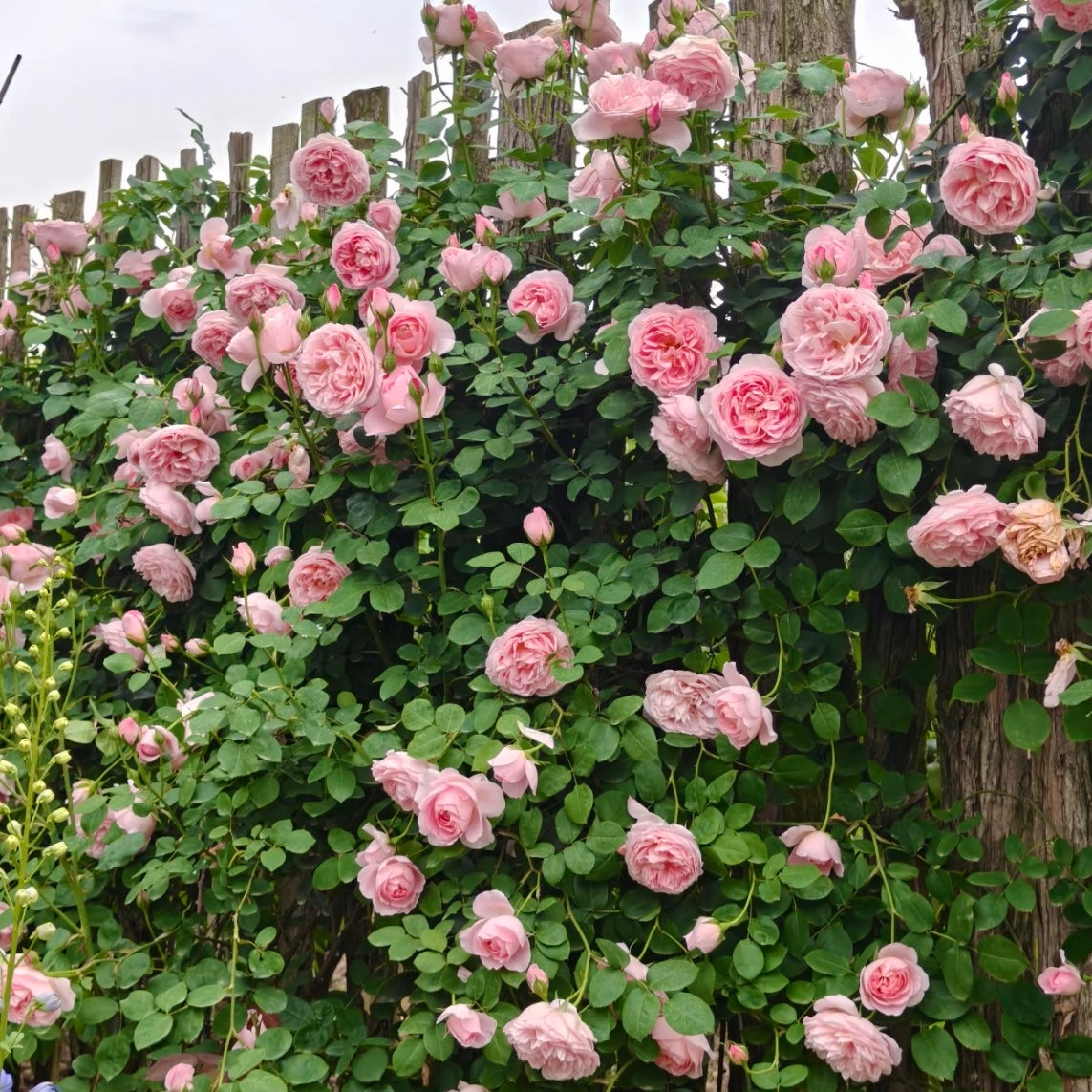 Dames de Chenonceau roses blooming in large clusters with soft salmon-pink petals on a trellis.