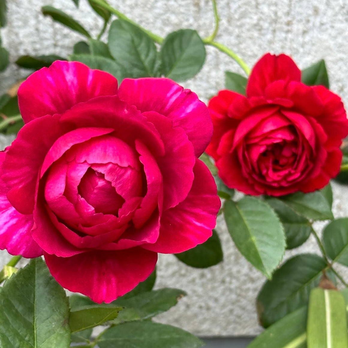 Ligare Rose bloom with layered, fully double petals and subtle natural striping.