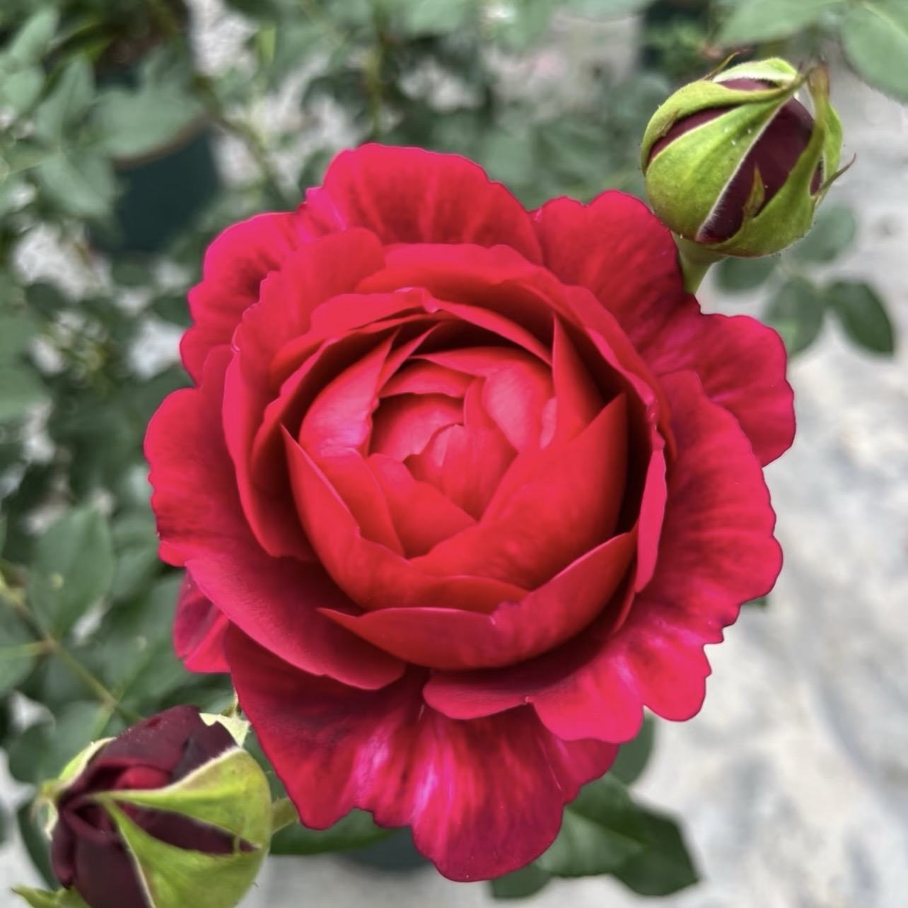Ligare Rose flower close-up highlighting its ruffled edges and rich red color.