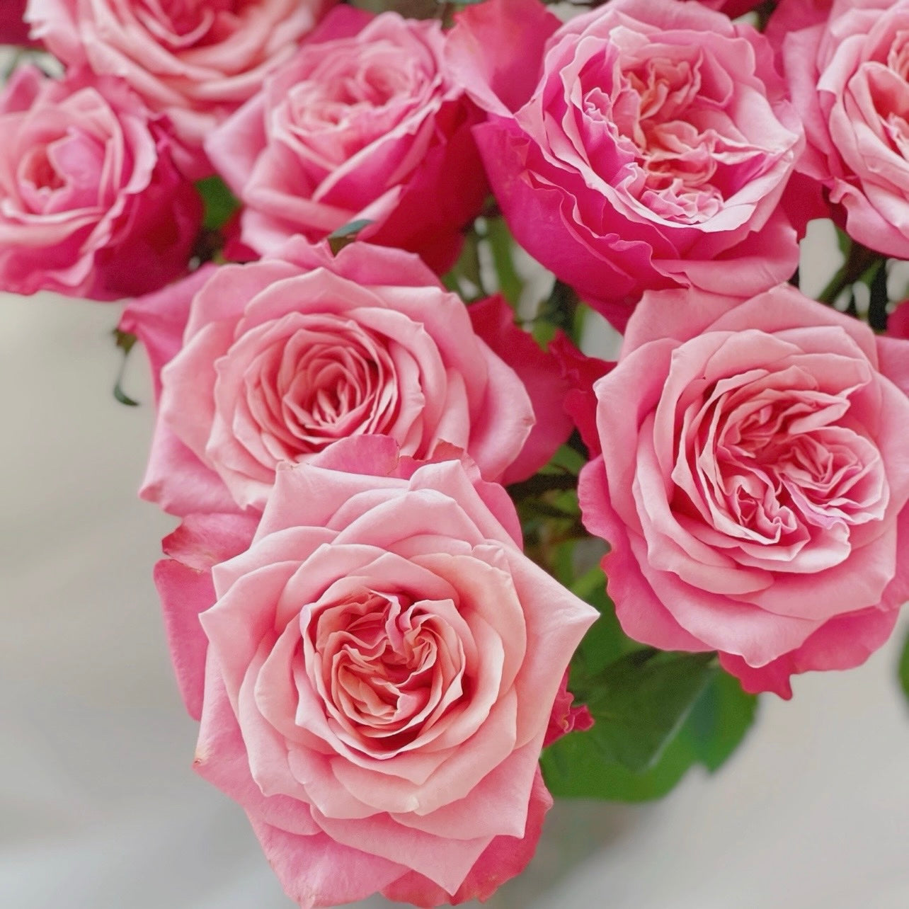Bouquet of Alter Ego Roses with deep pink outer petals and soft blush centers