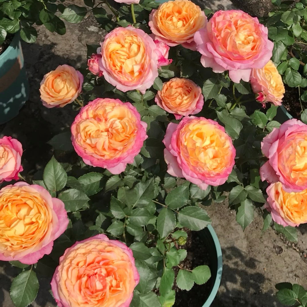 Garden view of Dream Beauty Rose showing cupped blooms and glowing gradient colors.