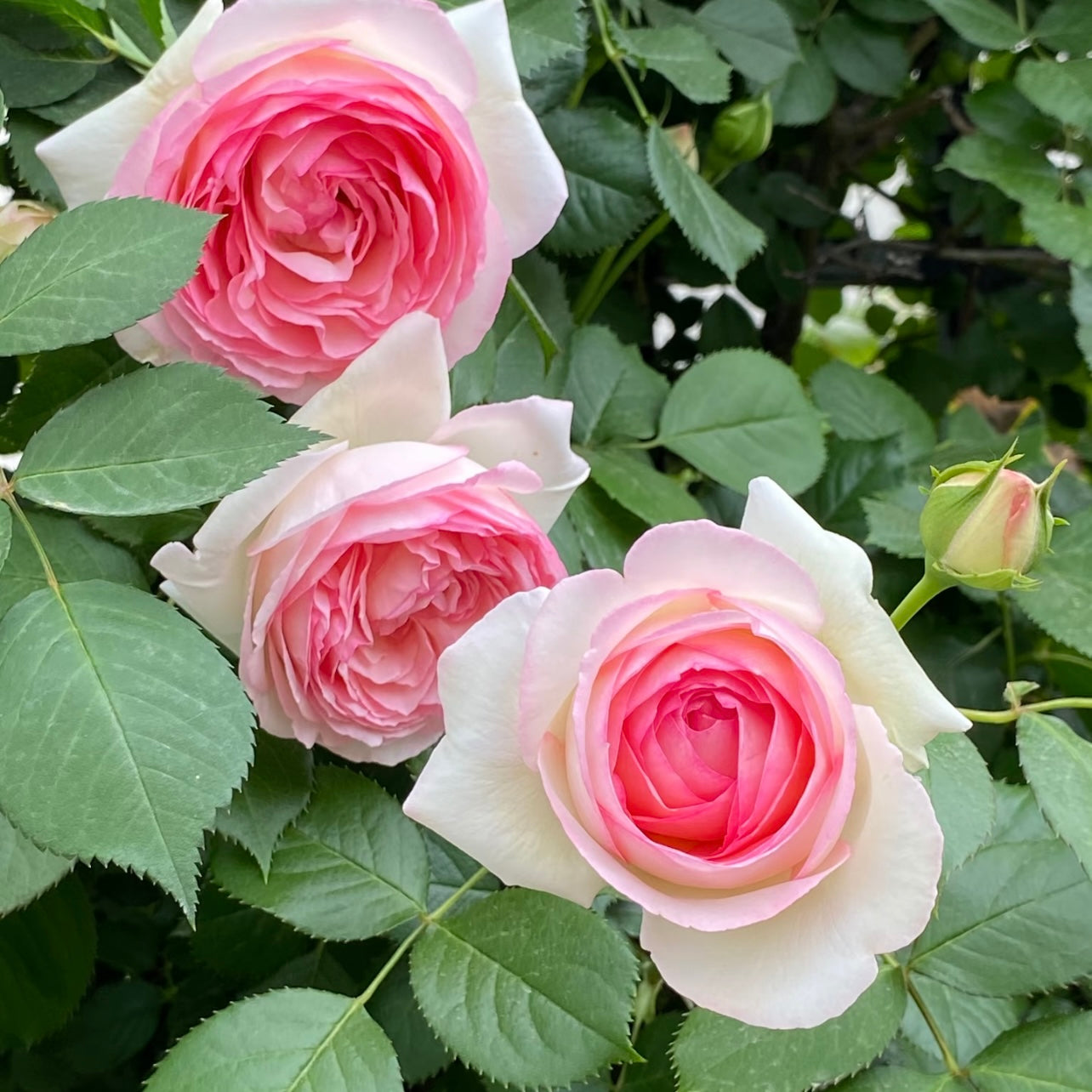Eden Climbing Rose clusters blooming abundantly on vigorous climbing canes.
