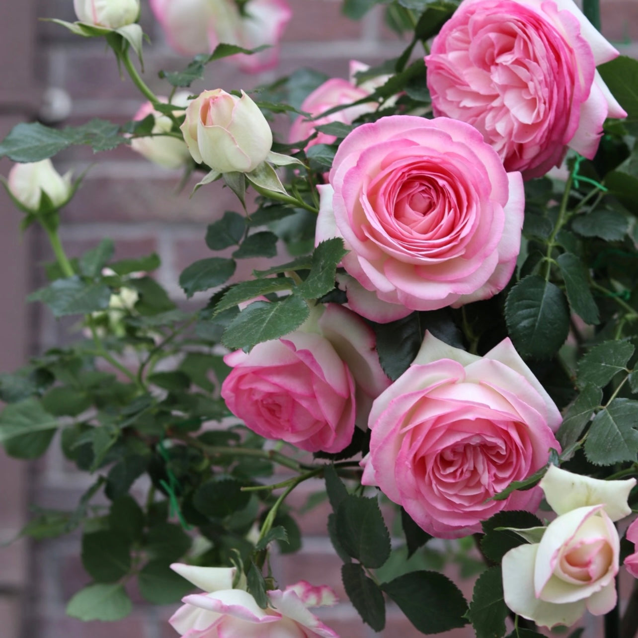 Close-up of an Eden Climbing Rose bloom with creamy white petals flushed with blush pink.