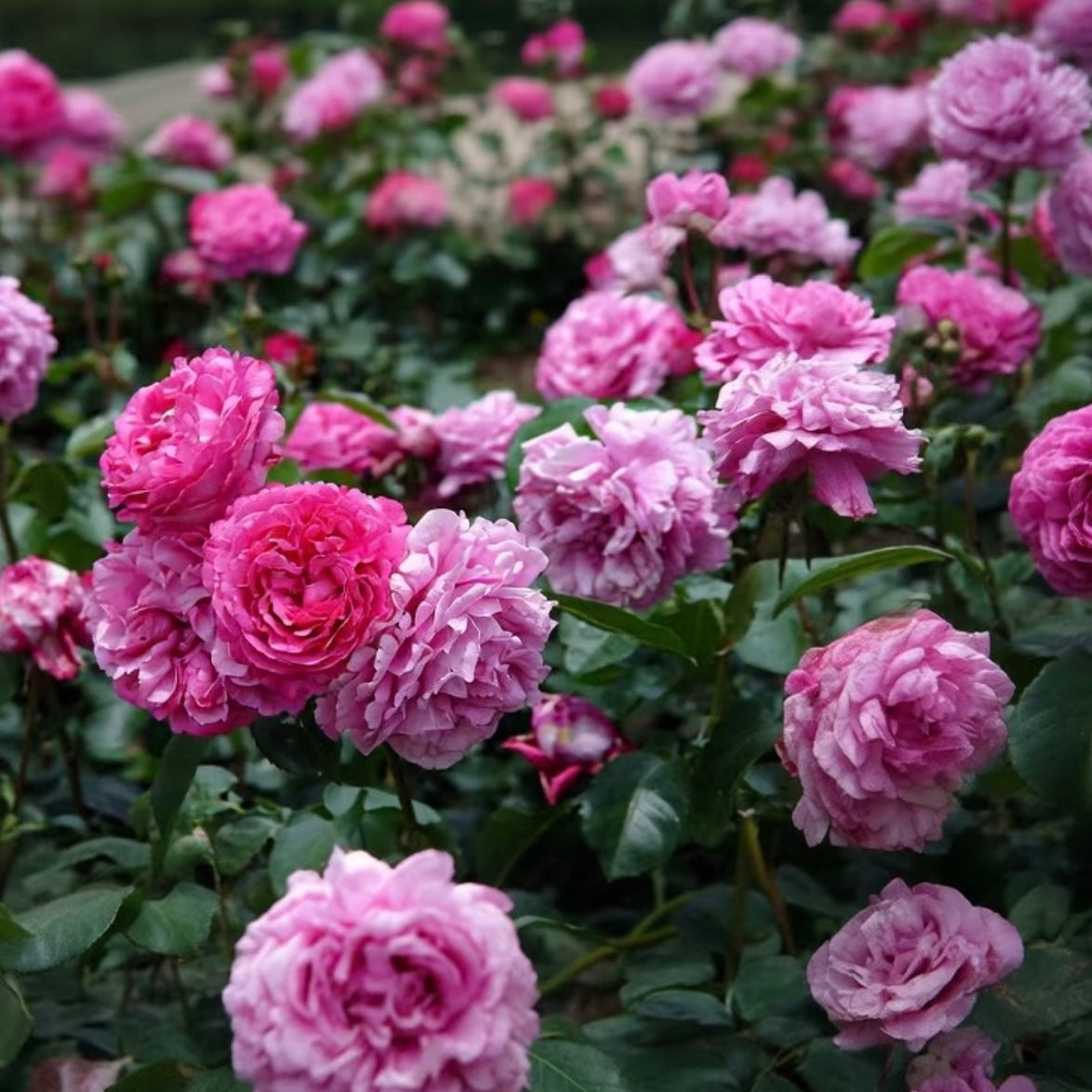 Yves Piaget Climbing roses blooming in clusters with large ruffled pink flowers on a trellis.