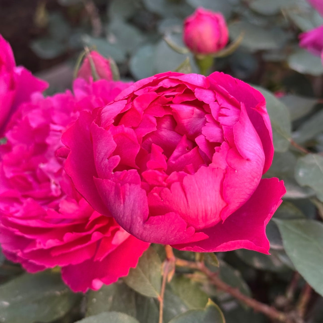 Detailed headshot of Yves Piaget Climbing Rose with peony-like, layered pink petals.