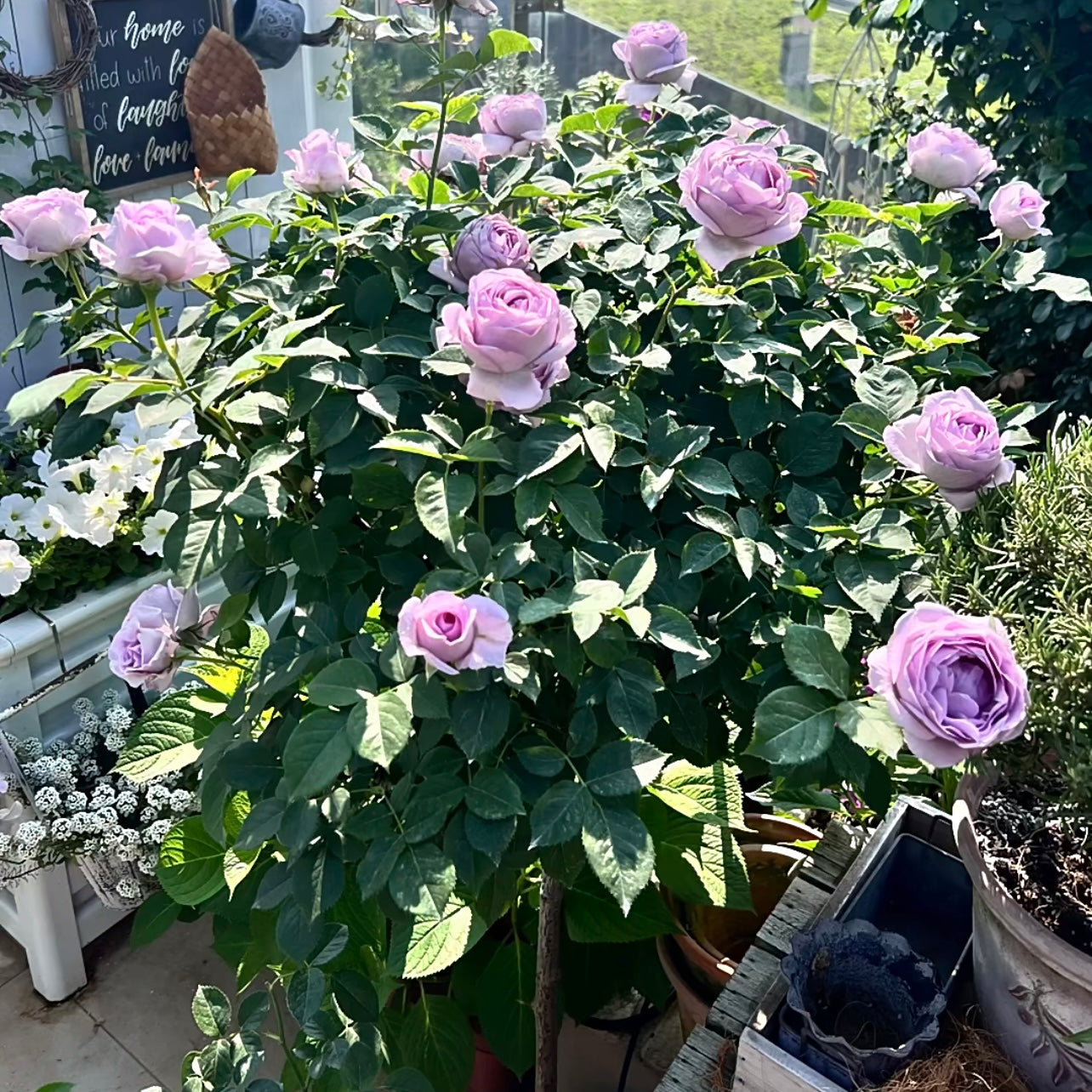 32“ Shinoburedo Tree Rose