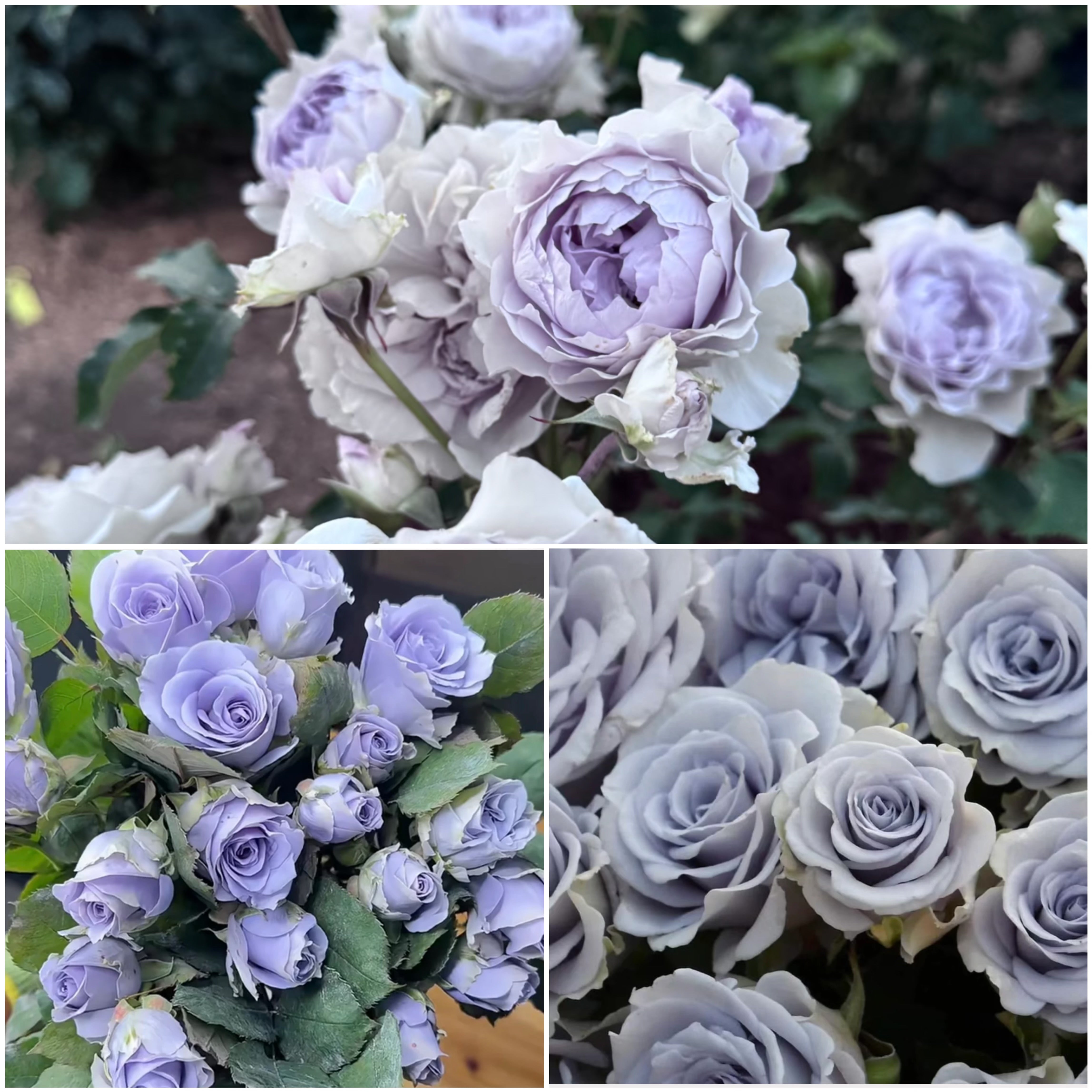 Rare Blue Rose Bundle