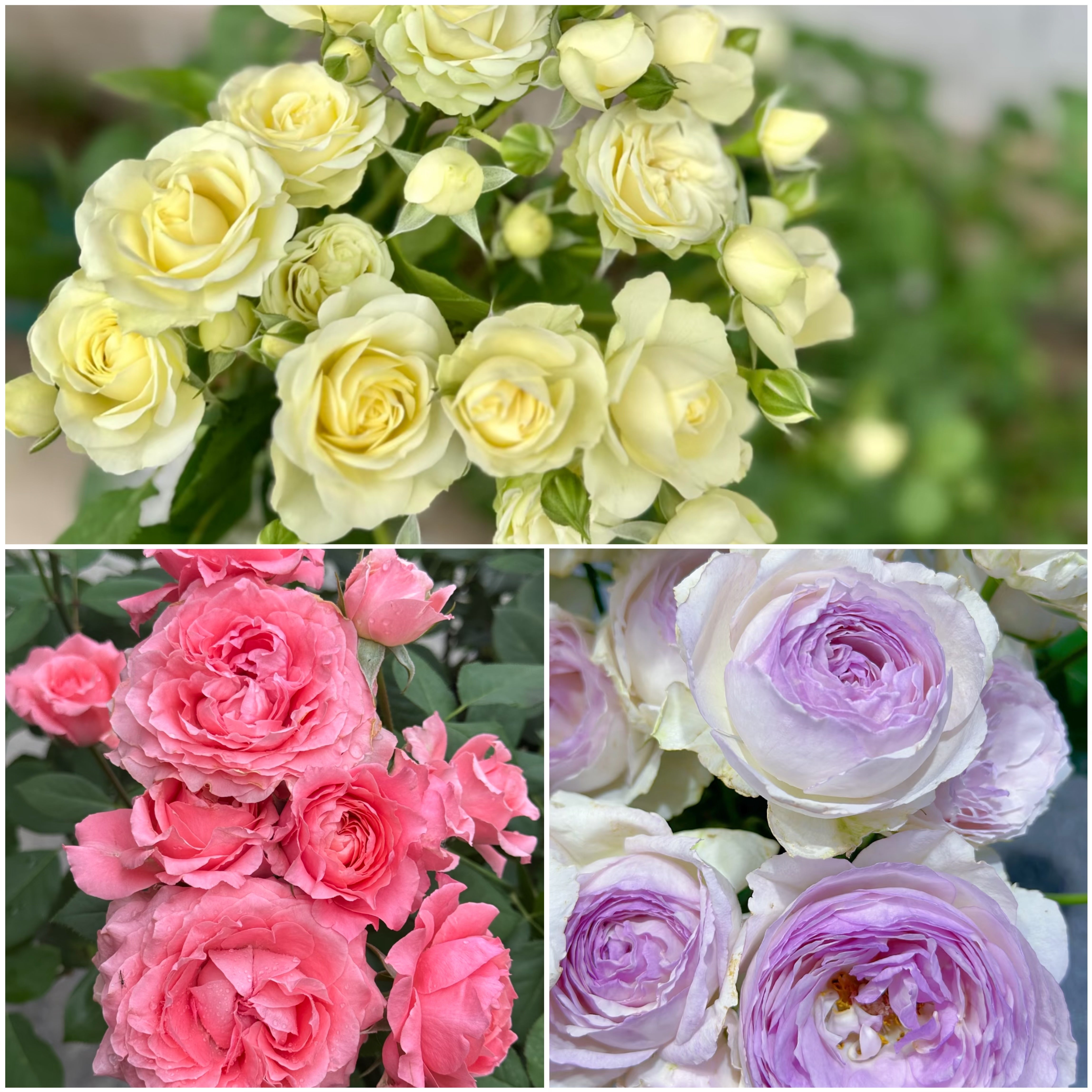 Beginner Rose Bundle
