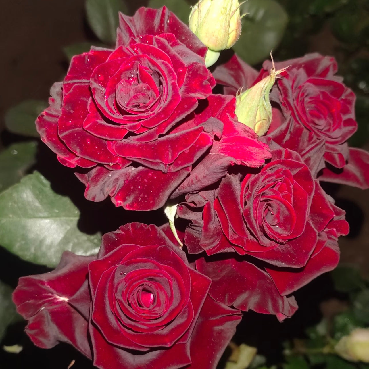 Multiple Black Baccara rose blooms at night, displaying deep burgundy-black flowers against dark foliage.