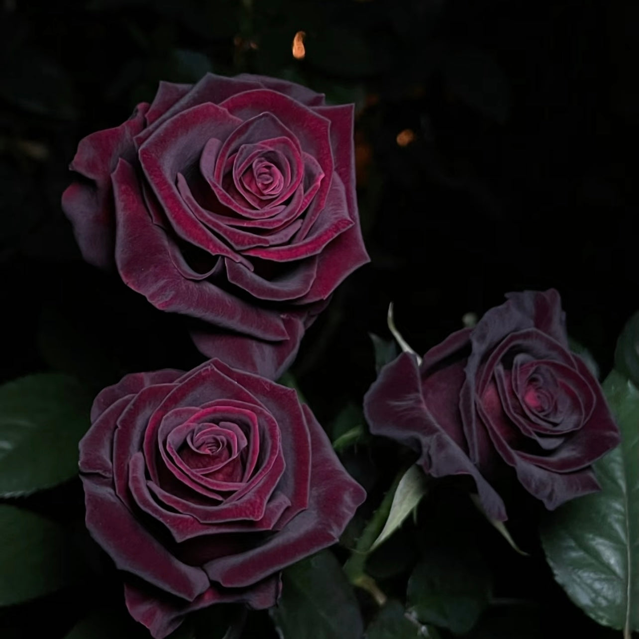 Cluster of Black Baccara roses photographed in evening light with rich, dramatic dark petals.
