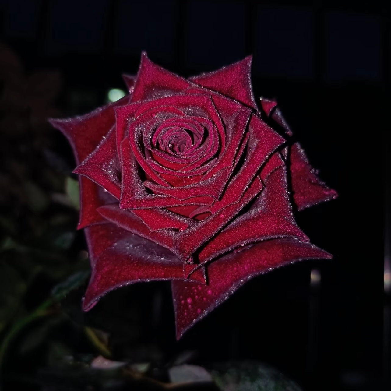 Close-up of a Black Baccara rose flower in low light, highlighting its dark red to black tones.